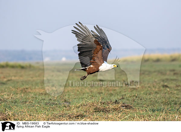 fliegender Schreiseeadler / flying African Fish Eagle / MBS-19683
