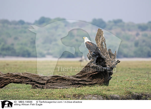 sitting African Fish Eagle / MBS-19686