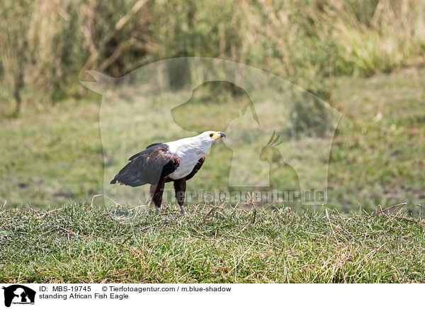 standing African Fish Eagle / MBS-19745