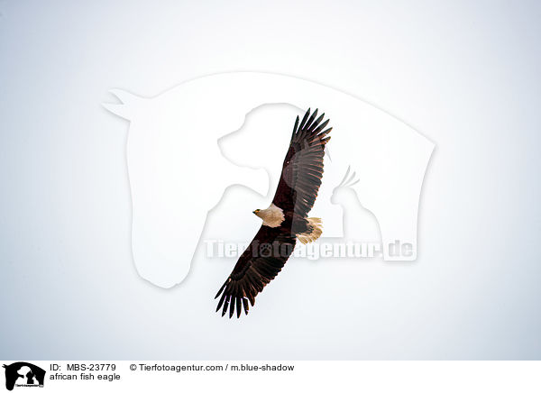 african fish eagle / MBS-23779