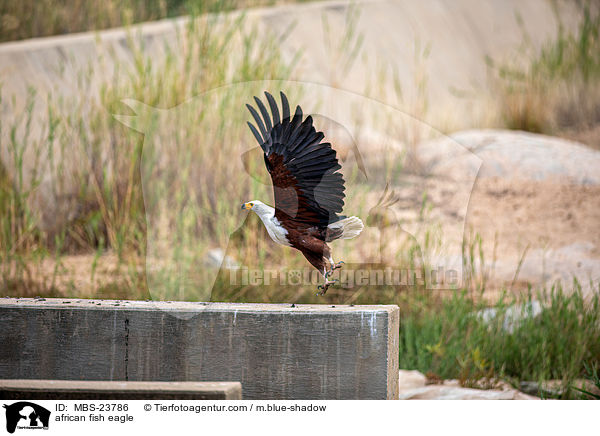 Schreiseeadler / african fish eagle / MBS-23786