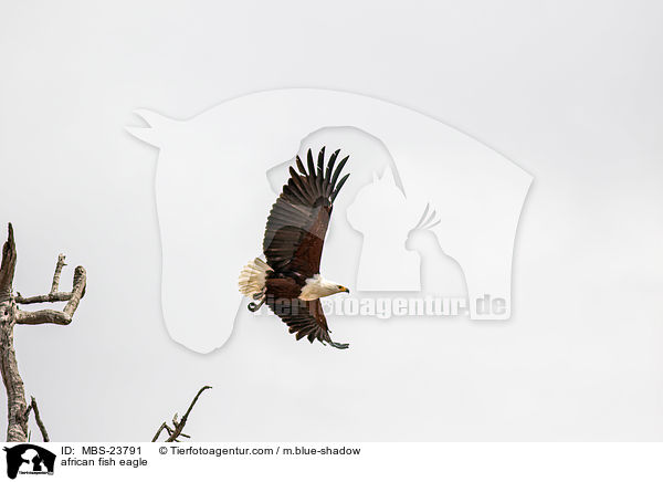 african fish eagle / MBS-23791