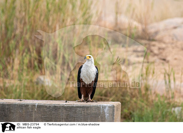 african fish eagle / MBS-23794