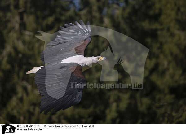 African fish eagle / JOH-01633