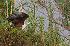 African fish eagle