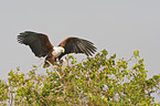 African fish eagle