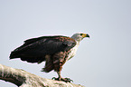 African fish eagle