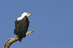 African fish eagle