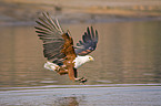 hunting African fish eagle