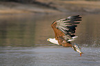 African fish eagle with fish