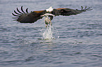 African fish eagle with fish