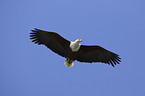 flying African fish eagle