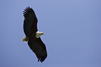 flying African fish eagle