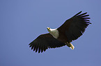 flying African fish eagle