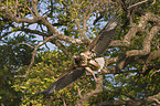 flying African fish eagle