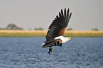 African fish eagle with fish