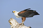 African fish eagle with fish