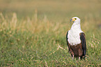 African fish eagle