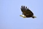 flying African fish eagle