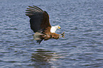 hunting African fish eagle