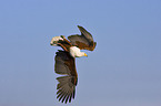 flying African fish eagle