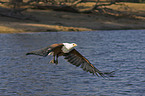 African fish eagle with fish