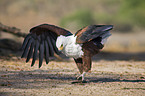 African fish eagle