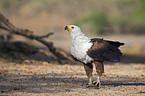 African fish eagle