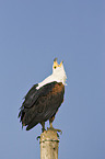 African fish eagle