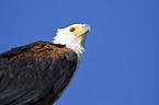 African fish eagle portrait
