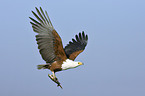 African fish eagle with fish