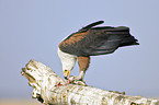 African fish eagle with fish