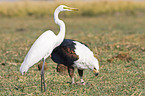 African fish eagle and great white egret