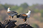 African fish eagles