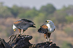 African fish eagles