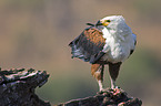 African fish eagle with fish