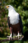 african fish eagle