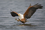 african fish eagle