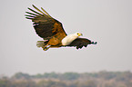 african fish eagle