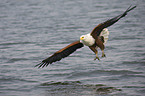 african fish eagle