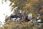 african fish eagles