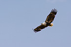 African fish eagle