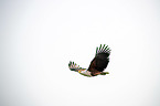 flying African Fish Eagle