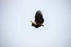 flying African Fish Eagle