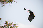 flying African Fish Eagle