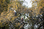 African Fish Eagle