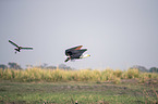 flying African Fish Eagle