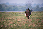 flying African Fish Eagle