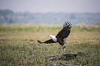 flying African Fish Eagle