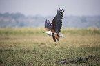 flying African Fish Eagle